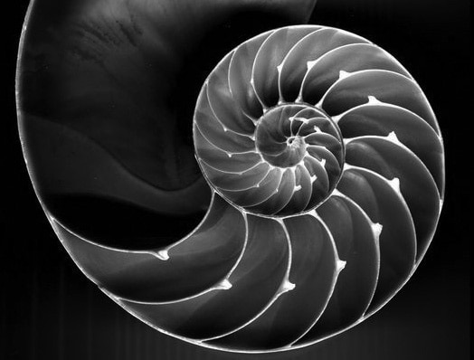 shell spiral greyscale
