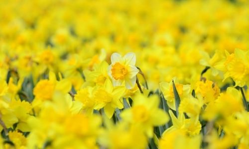 Daffodils open